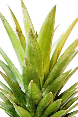 ，植物群，树叶，新鲜，新鲜，绿色，生长，草本