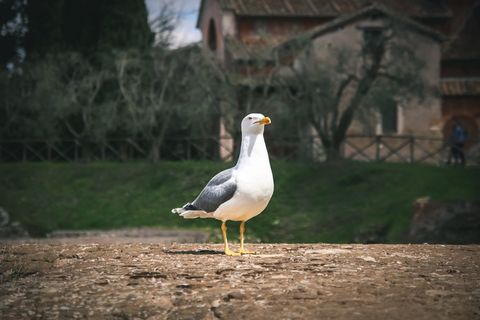 意大利，罗马，罗马论坛，罗马论坛，鸟，动物，海鸥，罗马