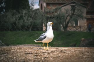 意大利，罗马，罗马论坛，罗马论坛，鸟，动物，海鸥，罗马
