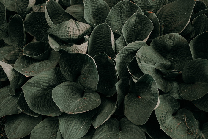 绿色植物