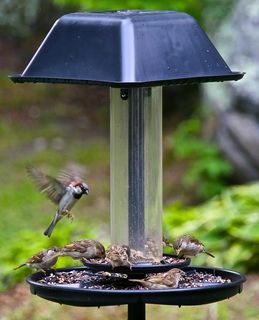 蜂鸟，鸟，小，扑动，野生，动物，动物主题，鸟食器