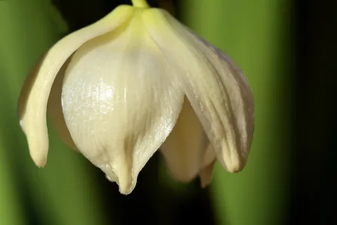开花，开花，白色，白色开花，开花丝兰，丝兰棕榈，关闭，美丽