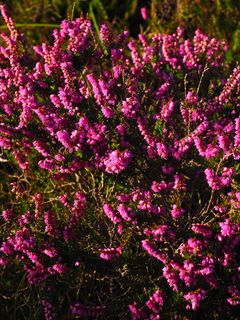 杂色、花朵、彩色、粉色、紫色、海德、calluna vulgaris、calluna