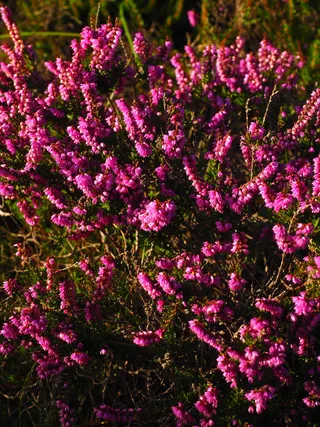 杂色、花朵、彩色、粉色、紫色、海德、calluna vulgaris、calluna