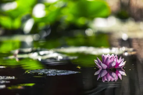 选择性,聚焦摄影,完全,开花,紫色,睡莲花,水,粉色 选择性,聚焦摄影,完全,开花,紫色,睡莲花,水,粉色