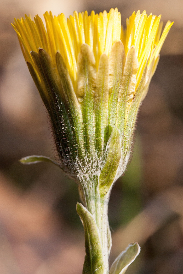 Tussilago Farfara, 花, 宏, 关闭, 开花, 上去, 黄色