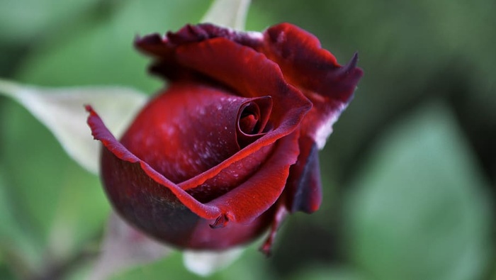 自然，花朵，特写，玫瑰，红色，单一，植物，特写