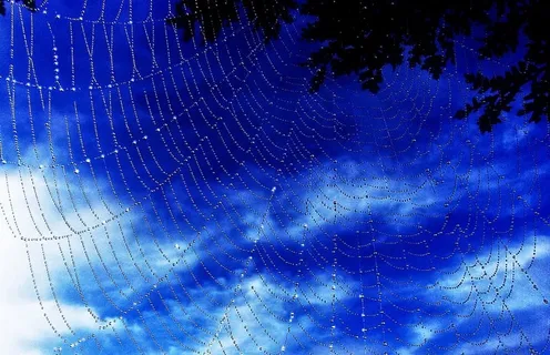 蜘蛛网上的露珠——一个新的早晨