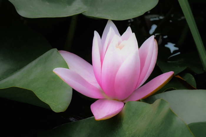 粉莲花、睡莲、花朵、开花植物、叶子、自然之美、植物部分、花瓣