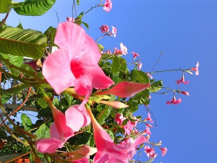 美丽，开花，开花，开花，树枝，明亮，特写，颜色