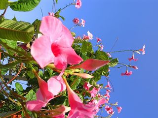 美丽，开花，开花，开花，树枝，明亮，特写，颜色