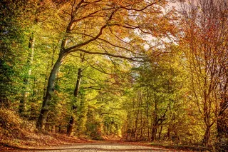 秋天的森林，自然，树，落叶树，森林，秋天的树叶，树叶，心情