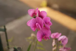 花，开花，开花，粉红色，自然，植物，紫色花，春天