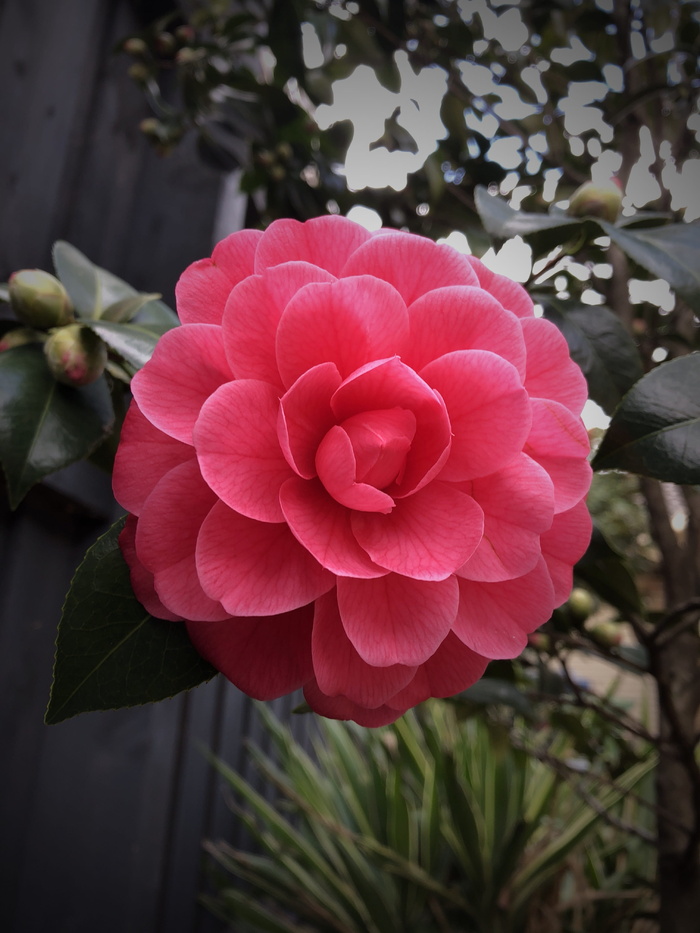 茶花，完美，flora，flower，floral，粉色，花园，美丽