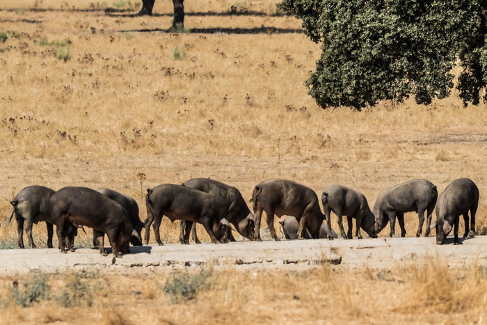 西班牙、extremadura、encina trees、iberian pig、iberian jam、cerdo iberico、jamón iberico、pata negra