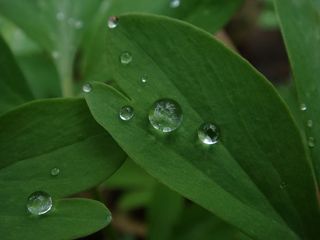 叶，滴落，新鲜，绿色，植物部分，湿，水，绿色