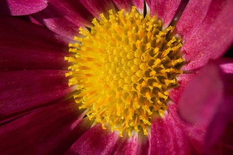 紫苑，紫苑，属，菊科，菊科，观赏植物，大型，开花