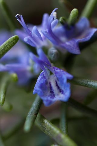 希腊, 阿利莫斯, 帕尼山, 花, 植物, 春天, 自然之美, 非城市场景