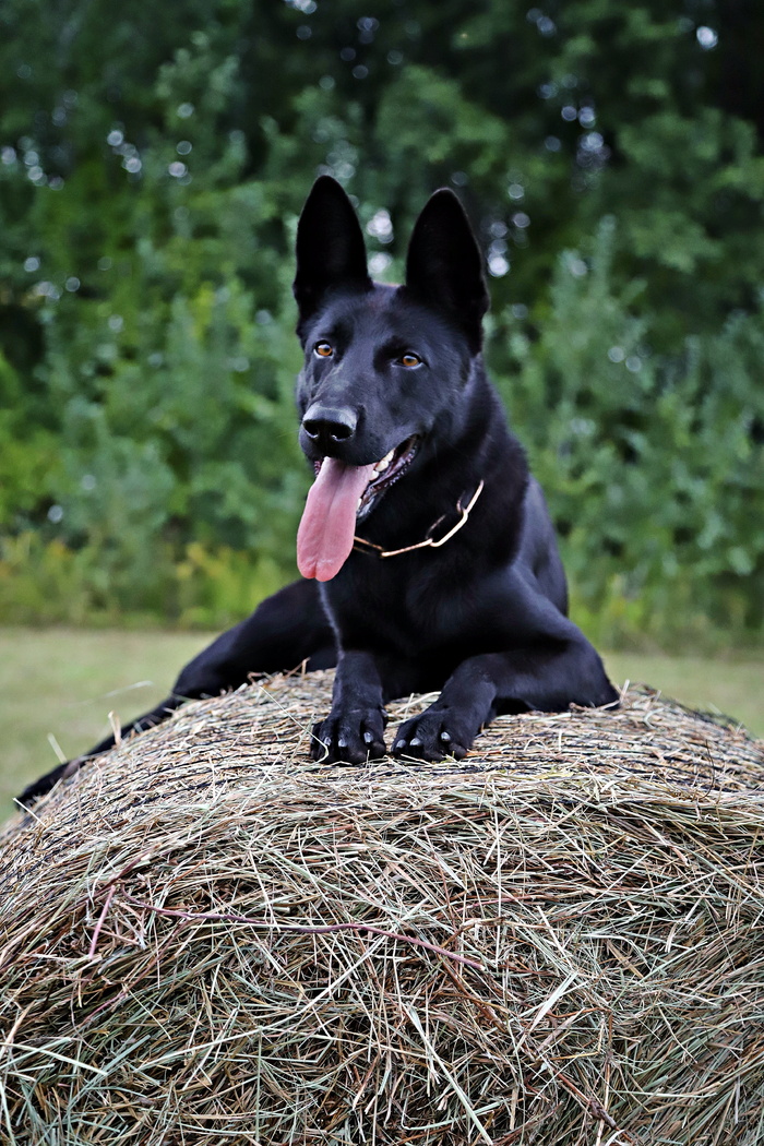 德国牧羊犬，狗，草堆，散步，一种动物，动物主题，家畜，哺乳动物