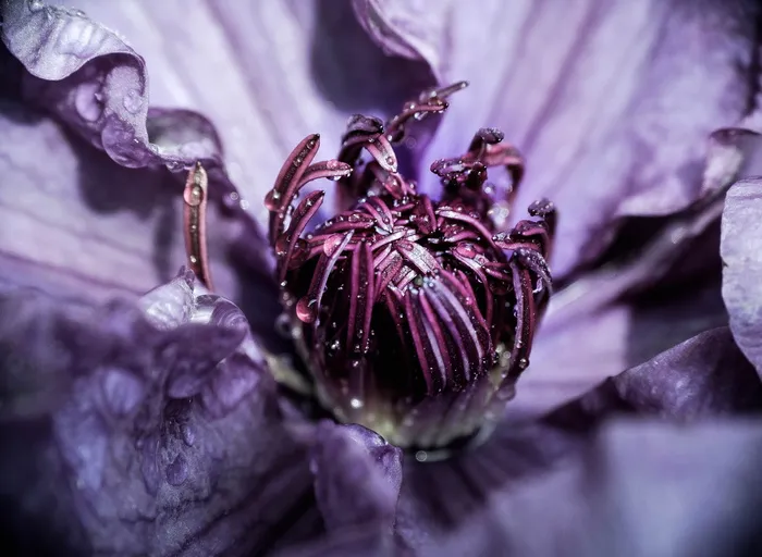 蓝色花朵的宏观拍摄