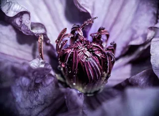 蓝色花朵的宏观拍摄