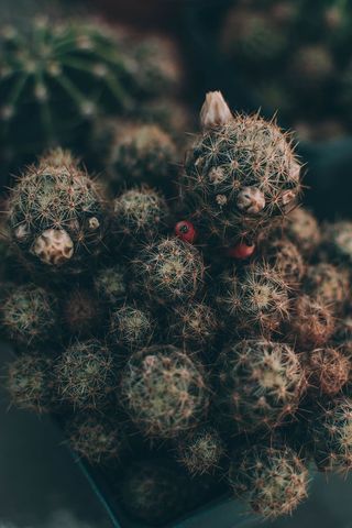 绿色仙人掌植物，植物，仙人掌，水果，食物，图案，霉菌，分形