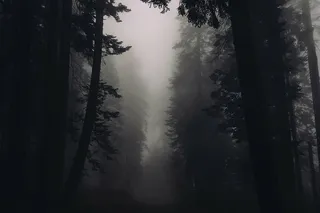 松树，覆盖，薄雾，剪影，树，雾，照片，森林