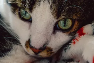 意大利、米兰、动物、特写、猫、宏、特写、小猫