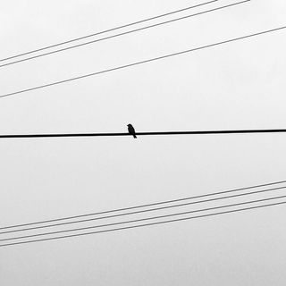 中国，苏州，电缆，鸟，动物主题，连接，脊椎动物，动物