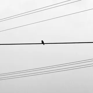 中国，苏州，电缆，鸟，动物主题，连接，脊椎动物，动物