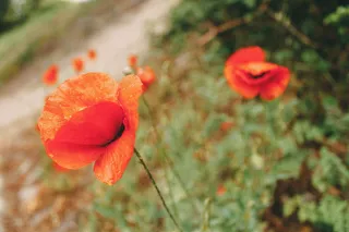 鸦片，花，红，罂粟，壁纸，桌面，自然，风景