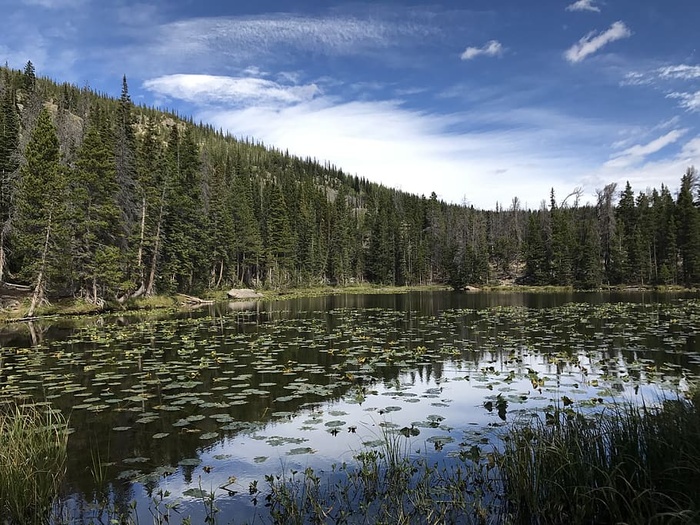 仙女湖，美国，森林，科罗拉多州，埃斯特斯，落基山脉，山脉，树木