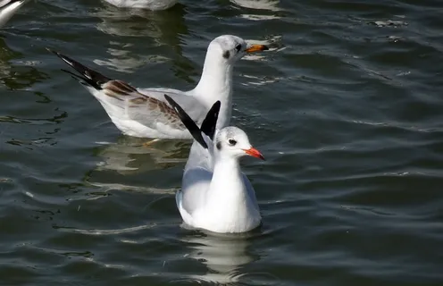 海鸥，鸟类，黑头鸥，红头鸥，小海鸥，迁徙，水，野生动物