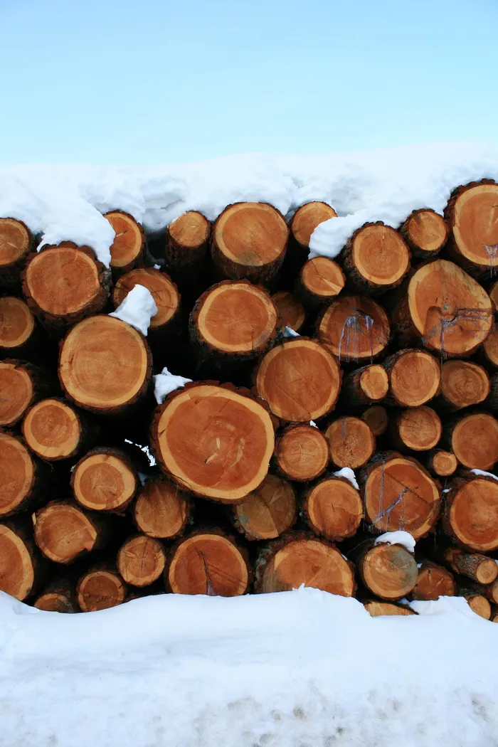 树，自然，雪，意大利，奥地利，树中树，木材，原木