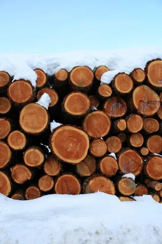 树，自然，雪，意大利，奥地利，树中树，木材，原木