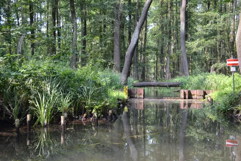 spreewald、lausitz、spree、river、rivers、surface、plant、tree spreewald、lausitz、spree、river、rivers、surface、plant、tree