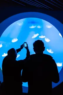 二, 男人, 前面, 大, 坦克, 白, 水母, 水族馆