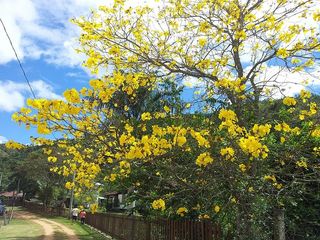 开花，开花，树枝，植物，花，树，自然，黄色