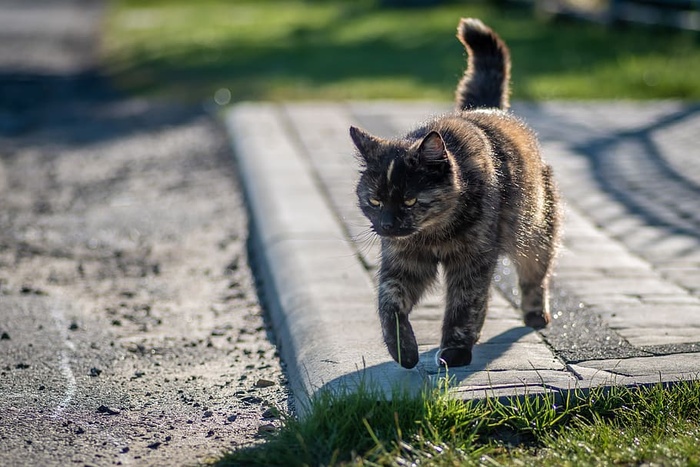 棕猫，一只无聊的猫，去，家猫，欧洲猫，毛茸茸的，小径，科托沃特