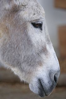 驴子，家养驴，佩里索达奇拉，河马，顽固，宠物，孤独，等待