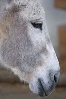 驴子，家养驴，佩里索达奇拉，河马，顽固，宠物，孤独，等待