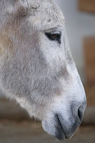 驴子，家养驴，佩里索达奇拉，河马，顽固，宠物，孤独，等待