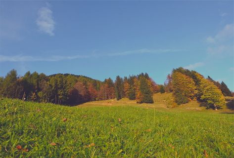 绿色,草地,松树,叶子,高大,树木,卷云,云 绿色,草地,松树,叶子,高大,树木,卷云,云