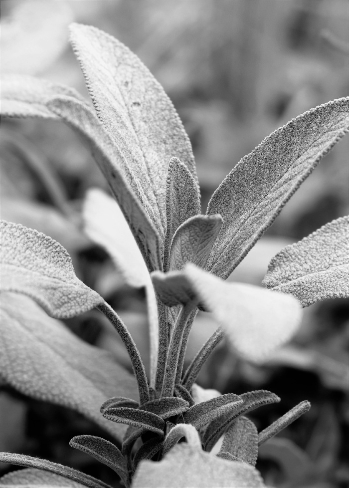 鼠尾草，植物，黑白，草本植物，花园植物，厨房鼠尾草，花园香料植物，叶子