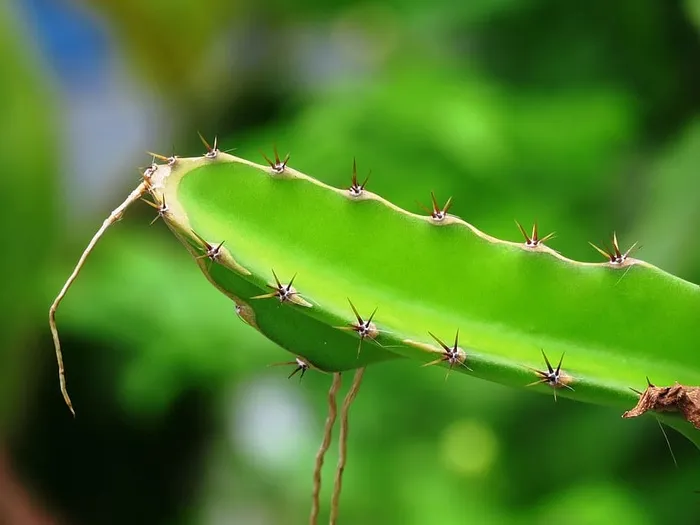刺梨，仙人掌，种，仙人掌，仙人掌种，绿色，刺，自然