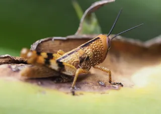 蚱蜢的微距摄影