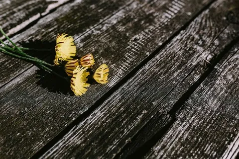 木头上的小花、铅笔和其他东西 木头上的小花、铅笔和其他东西
