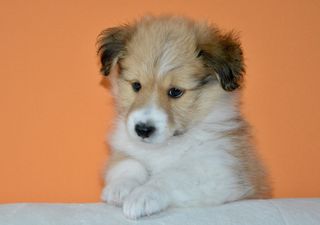 狗，小狗，小狗，小狗，小狗，小狗，小狗，小狗，可爱，哺乳动物