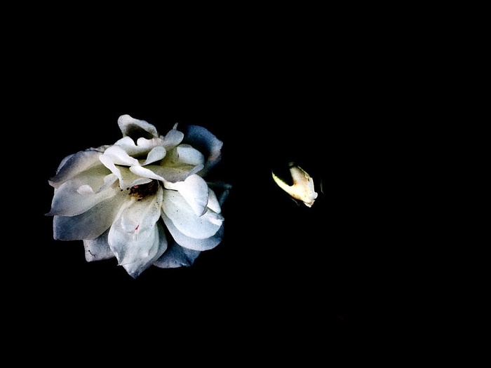 美国，洛杉矶，小东京，玫瑰花蕾，花蕾，植物，夏天