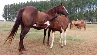 种马，马，小马，母马，四分之一英里，哺乳动物，家畜，家畜